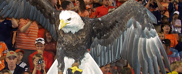 Spirit, the bald eagle at Auburn