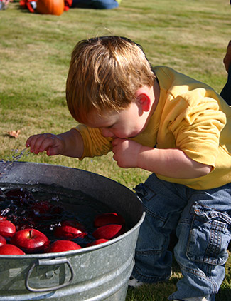 Toddler bogging for apples