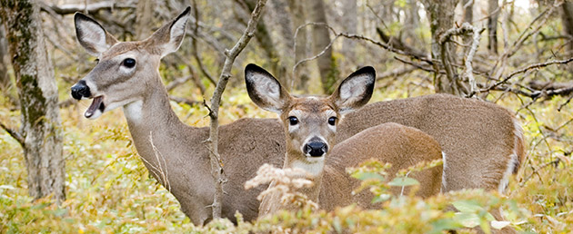 White-tail doe and yearling