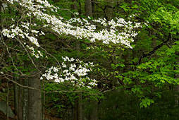 Dogwood blooming in the forest