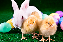 Easter bunny and chicks